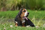 BASSET HOUND 025